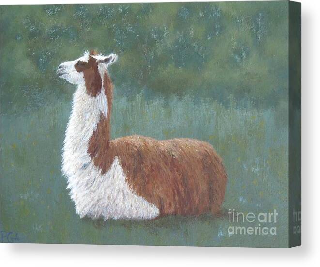 Llama Canvas Print featuring the painting My Good Side by Phyllis Andrews