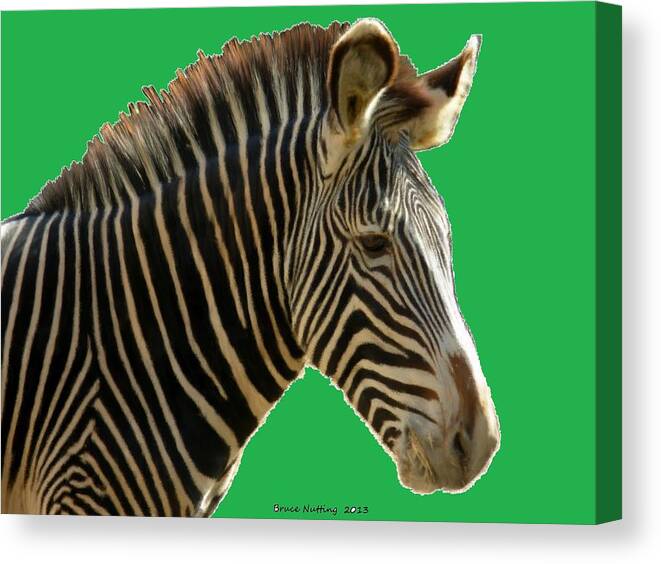 Animal Canvas Print featuring the painting Natural Zebra by Bruce Nutting