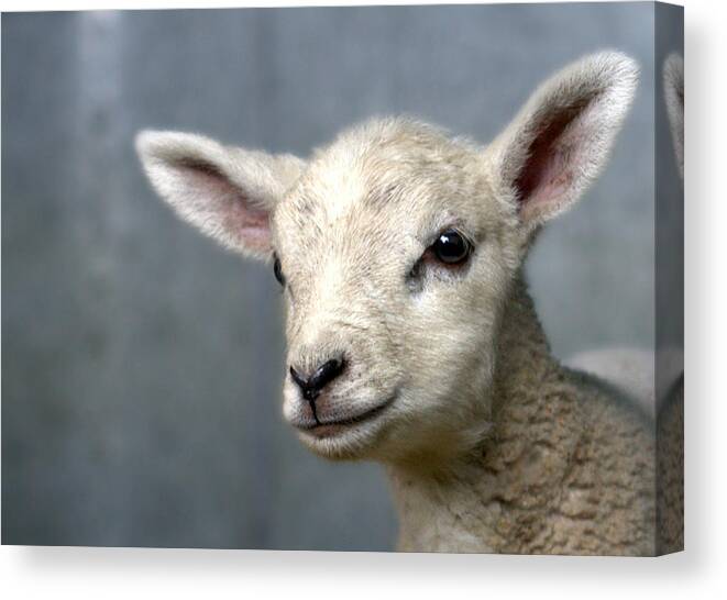 Animal Themes Canvas Print featuring the photograph Newborn Lamb by Bob Van Den Berg Photography