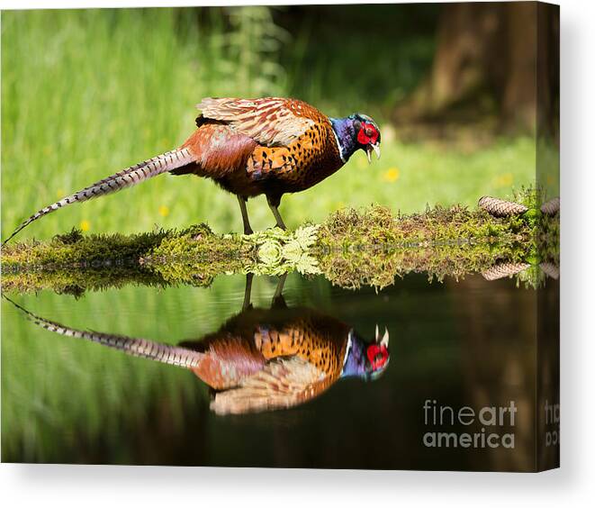 Common Pheasant Canvas Print featuring the photograph Oh my what a handsome pheasant by Louise Heusinkveld