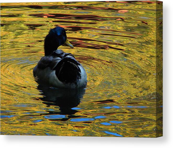 Duck Canvas Print featuring the photograph On Golden Pond by Frank Wilson