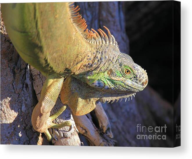 Iguana Canvas Print featuring the photograph On The Hunt by Adam Jewell