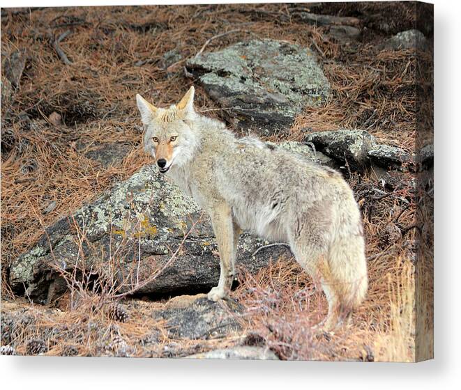 Coyote Canvas Print featuring the photograph On The Prowl by Shane Bechler