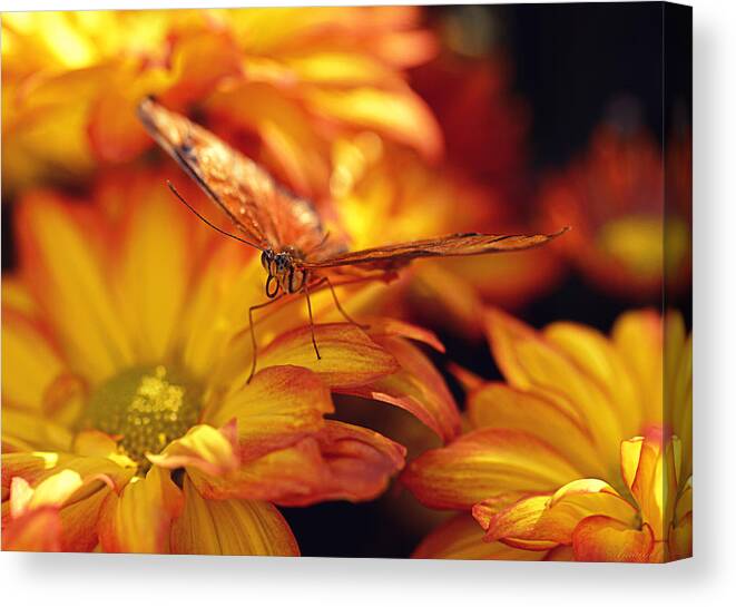 Mums Canvas Print featuring the photograph Orange Butterfly On Yellow Mums by Maria Angelica Maira