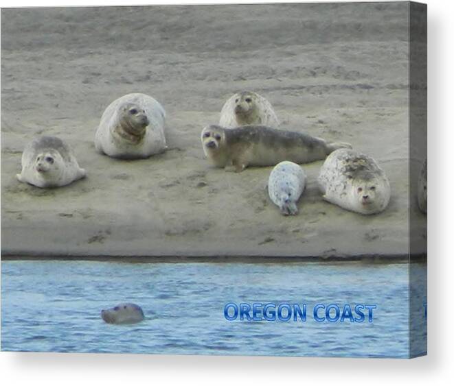 Netarts Bay Canvas Print featuring the photograph Oregon Coast Seals by Gallery Of Hope 