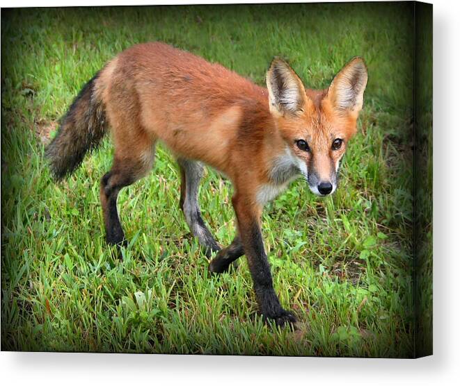 Fox Canvas Print featuring the photograph Out for a Walk by Kristin Elmquist