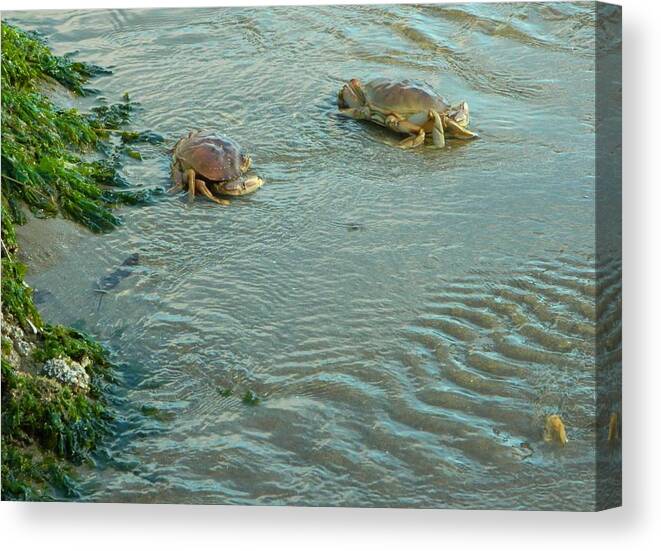 Coast Canvas Print featuring the photograph Out of the sand by Gallery Of Hope 