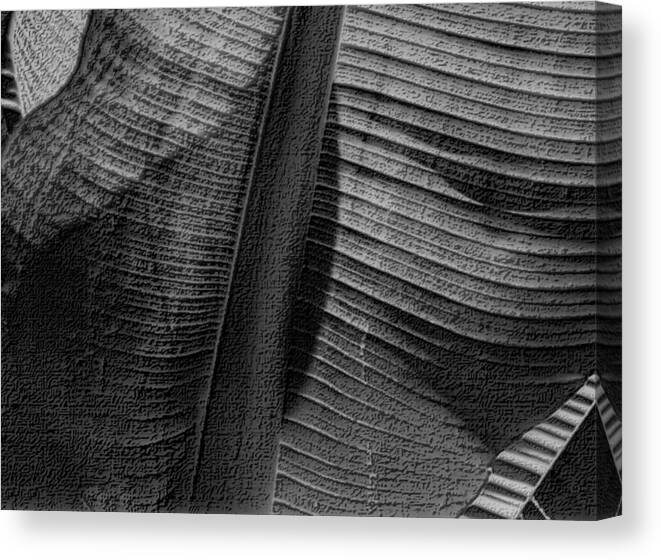 Palm Leaf Canvas Print featuring the photograph Palm Leaf Abstract in Black and White by Nadalyn Larsen