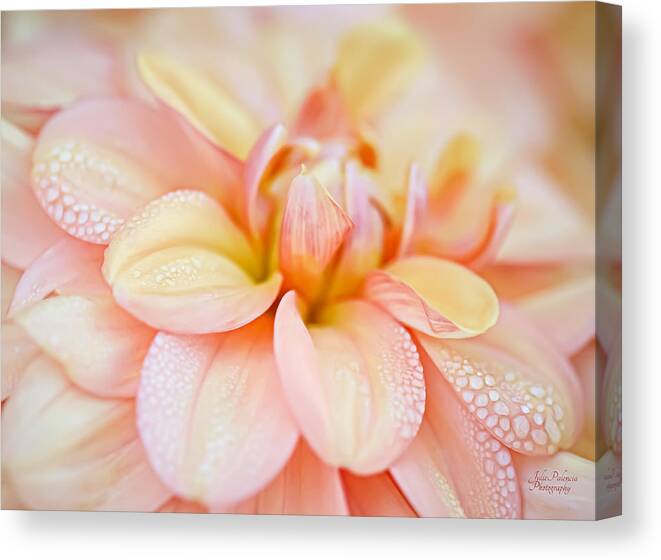 Dahlia Canvas Print featuring the photograph Pastel Petals and Drops by Julie Palencia