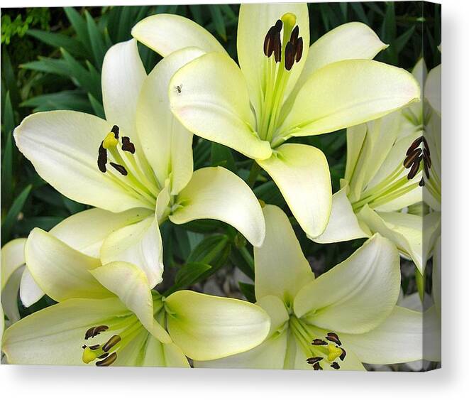 Lilies Canvas Print featuring the photograph Pattern of Petals by Randy Rosenberger