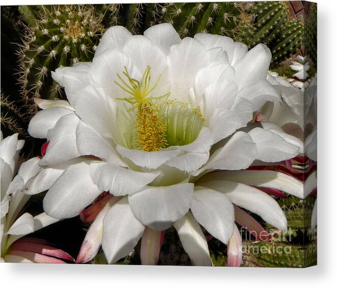 Cactus Canvas Print featuring the photograph Petals and Thorns by Deb Halloran
