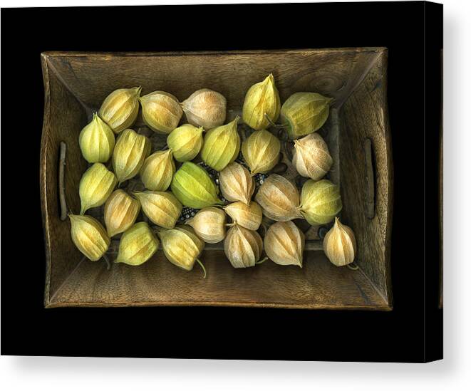 Cslanecphoto Canvas Print featuring the photograph Physalis peruviana by Christian Slanec