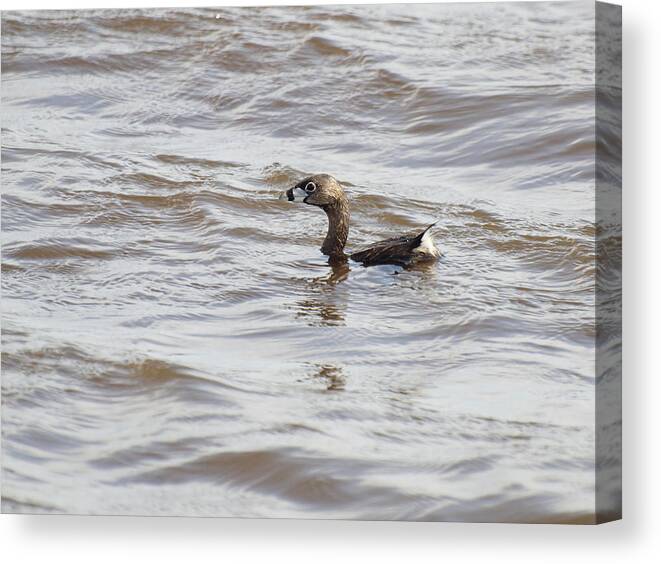Pied-billed Grebe Canvas Print featuring the photograph Pied-billed Grebe by Thomas Young
