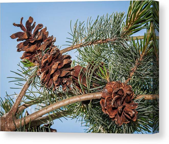 Pine Cones Canvas Print featuring the photograph Pine Cones by Len Romanick