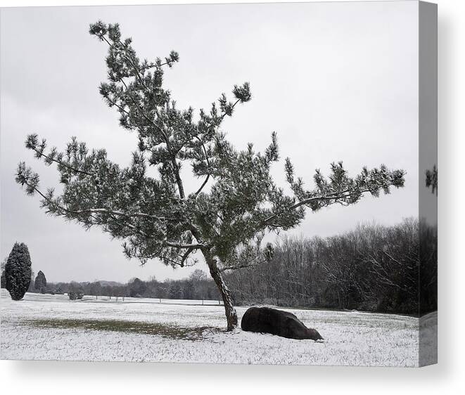 Virginia Pine Canvas Print featuring the photograph Pine Tree by Melinda Fawver