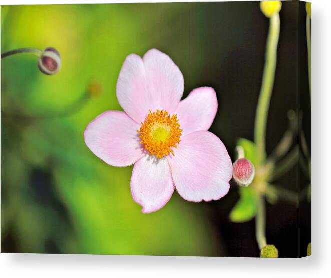 Japanese Anemone Canvas Print featuring the photograph Pink Japanese Anemone by Katherine White