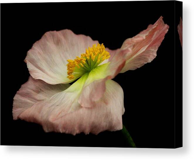 Poppy Canvas Print featuring the photograph Pink Poppy by Carol Welsh