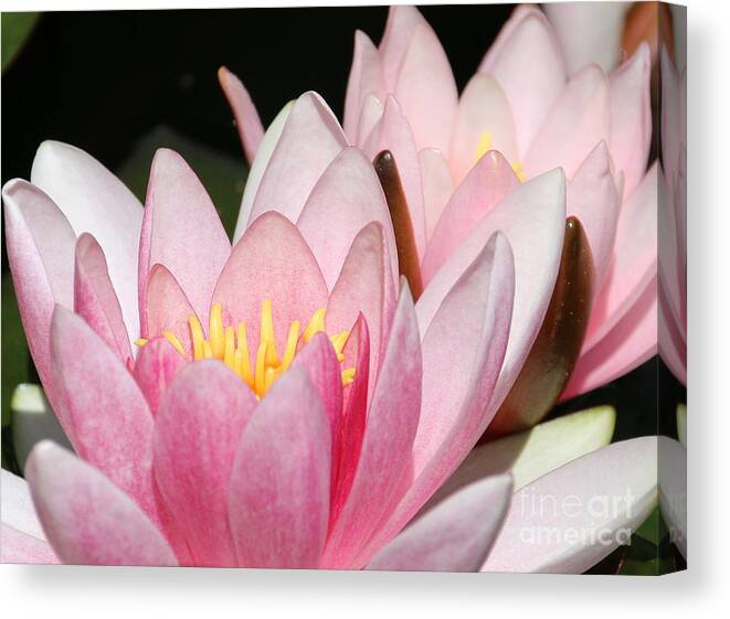 Lilies Canvas Print featuring the photograph Pink Water Lily by Amanda Mohler