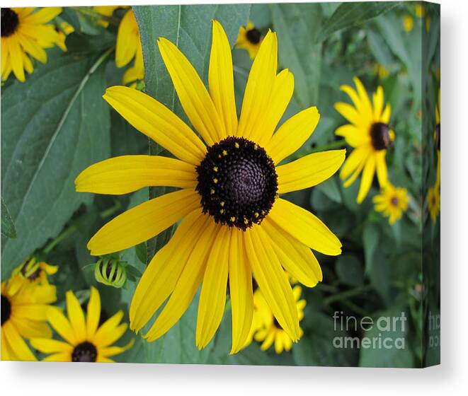 Black-eyed Susan Canvas Print featuring the photograph Pop Yellow by Arlene Carmel