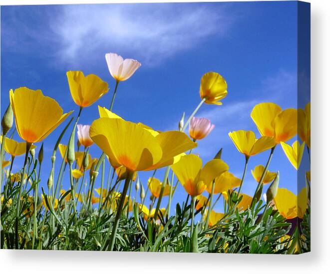 Arizona Canvas Print featuring the photograph Poppies and Blue Arizona Sky by Lucinda Walter