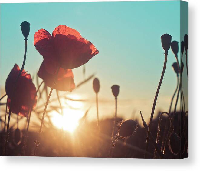 Clear Sky Canvas Print featuring the photograph Poppies At Sunset by Helen Ogbourn