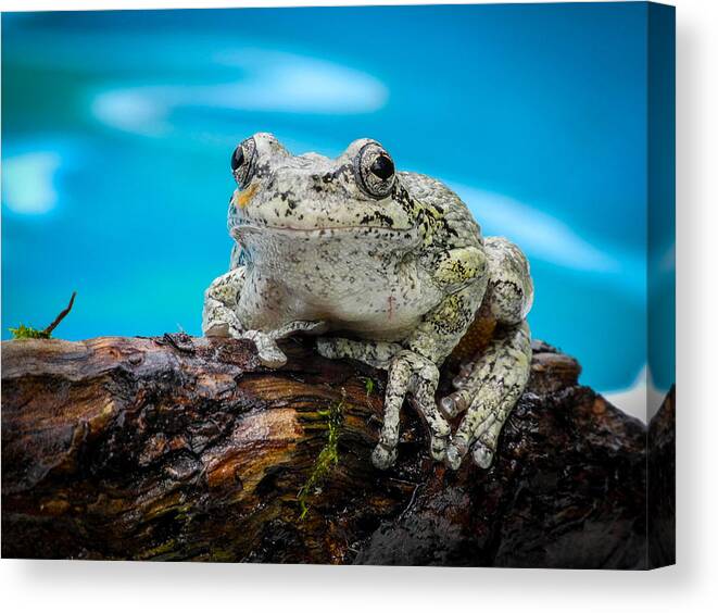 Fjm Multimedia Canvas Print featuring the photograph Portrait of a Frog by Frank Mari