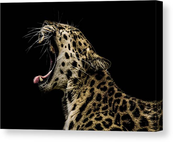 Leopard Canvas Print featuring the photograph Jaded by Paul Neville
