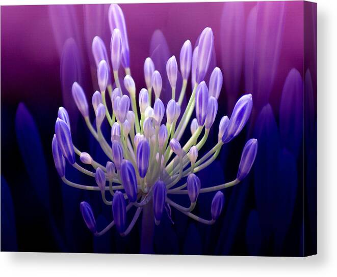 Agapanthus Canvas Print featuring the photograph Praise by Holly Kempe