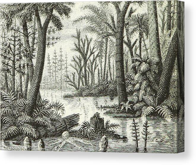 Historic Canvas Print featuring the photograph Prehistoric Flora, Carboniferous by British Library