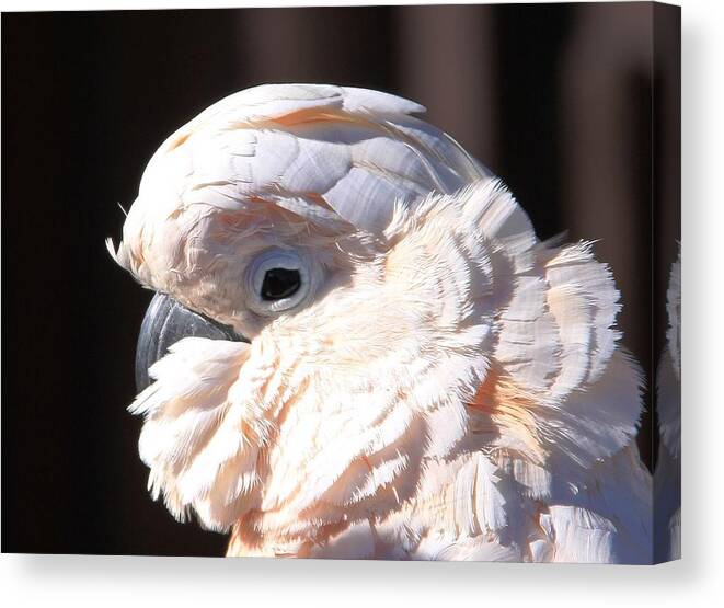 Cockatoo Head Shot Canvas Print featuring the photograph Pretty in Pink Salmon-Crested Cockatoo Portrait by Andrea Lazar