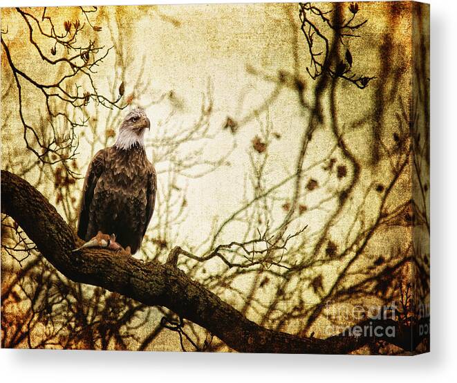 Eagle Canvas Print featuring the photograph Pride by Lois Bryan