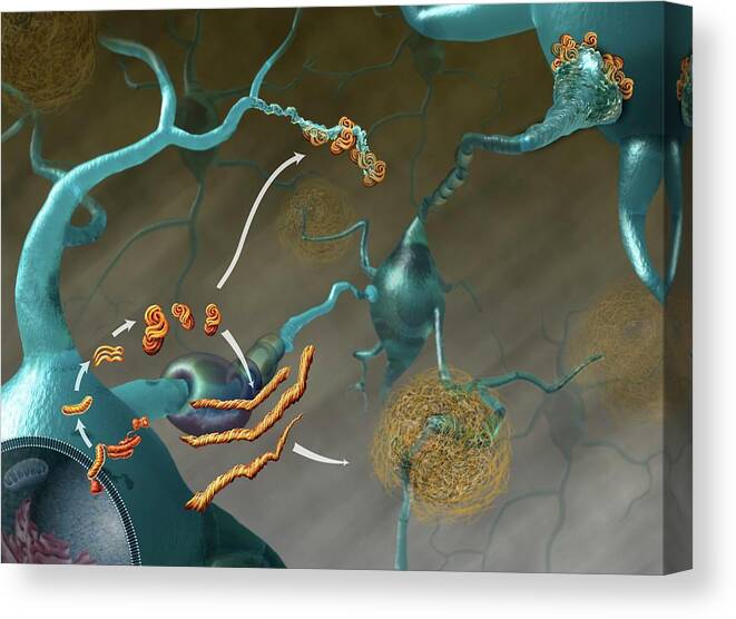 Disease Canvas Print featuring the photograph Prions In Brain Disease by Nicolle R. Fuller