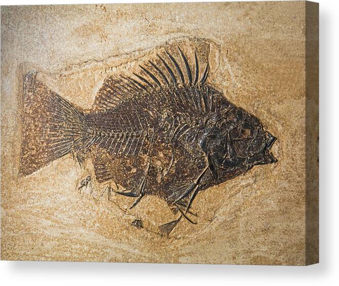 Nature Canvas Print featuring the photograph Priscacara Fish Fossil by Millard H. Sharp