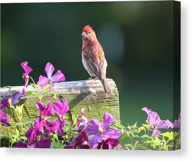 Finch Canvas Print featuring the photograph Purple Finch by Clematis by Lucinda VanVleck