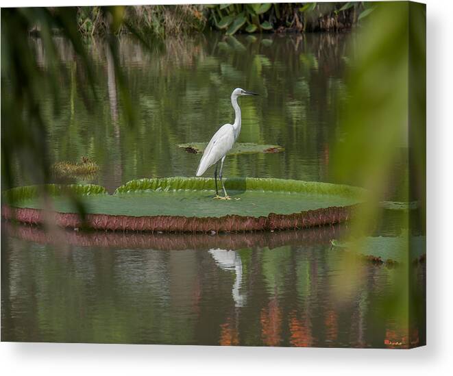 Nature Canvas Print featuring the photograph Queen Victoria Water Lily Pad with Little Egret DTHB1618 by Gerry Gantt