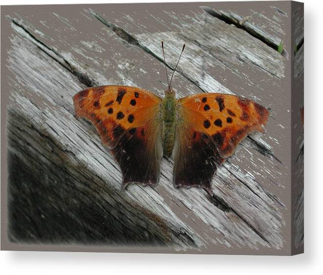 Bug Canvas Print featuring the photograph Question Mark Butterfly by Mike Kling