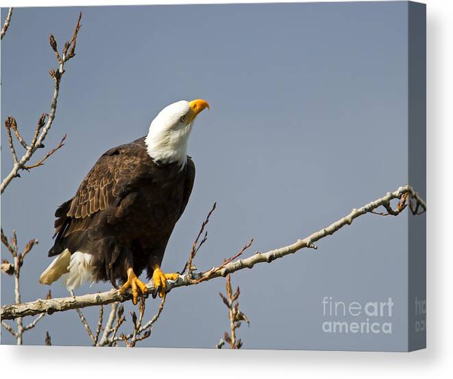 American Bald Eagle Canvas Print featuring the photograph Rain on my Parade by Michael Dawson