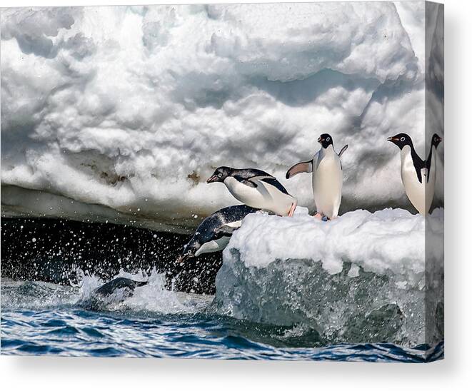 Penguin Canvas Print featuring the photograph Ready, Jump by Siyu And Wei