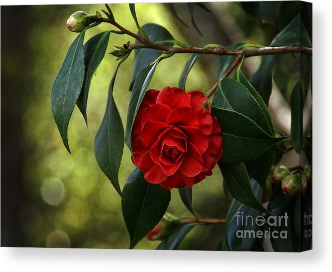 Natural Beauty Canvas Print featuring the photograph Red Elegance by Peggy Hughes
