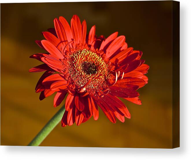 Gerbera Canvas Print featuring the photograph Red Gerbera by Venetia Featherstone-Witty