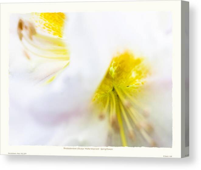 Fragrant Canvas Print featuring the photograph Rhodendron 'Walter Maynard' - Spring Flowers by Saxon Holt