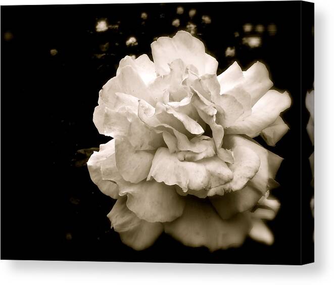 Rose Canvas Print featuring the photograph Rose I by Kim Pippinger
