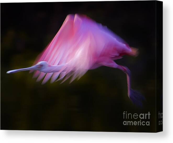 Ajaia Ajaja Canvas Print featuring the photograph Roseate Spoonbill   #6205 by J L Woody Wooden