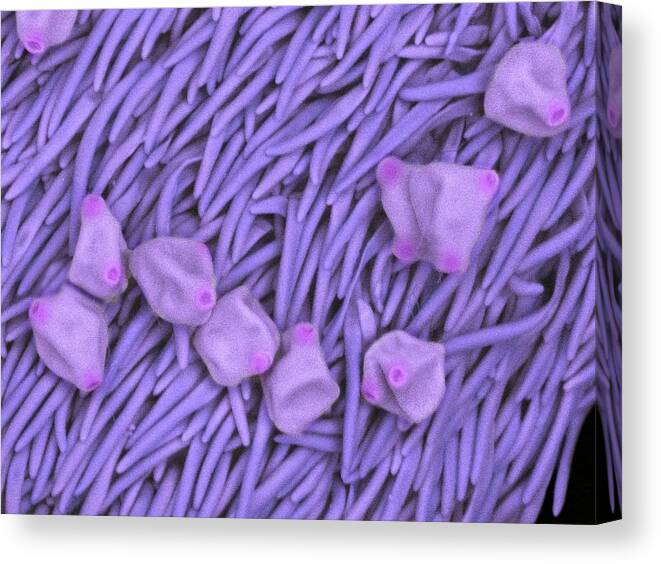 Botany Canvas Print featuring the photograph Rosebay Willowherb Pollen by Karl Gaff/science Photo Library