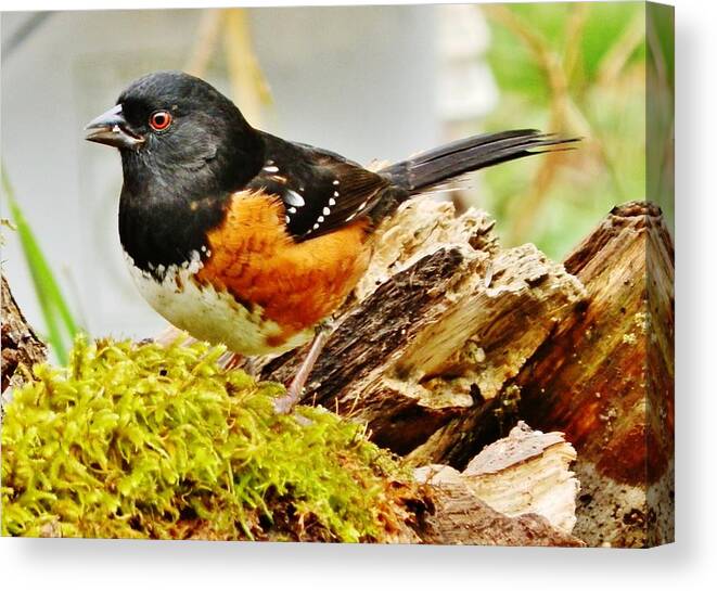 Bird Canvas Print featuring the photograph Spotted Towhee by VLee Watson