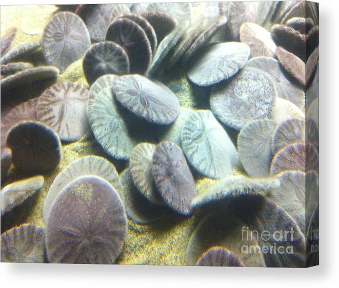 Sand Dollars Canvas Print featuring the photograph Sand Dollars by Mark Messenger
