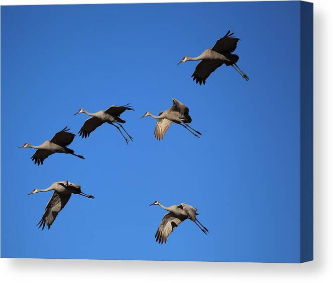 Birds Canvas Print featuring the photograph Sandhill Cranes by Doug McPherson