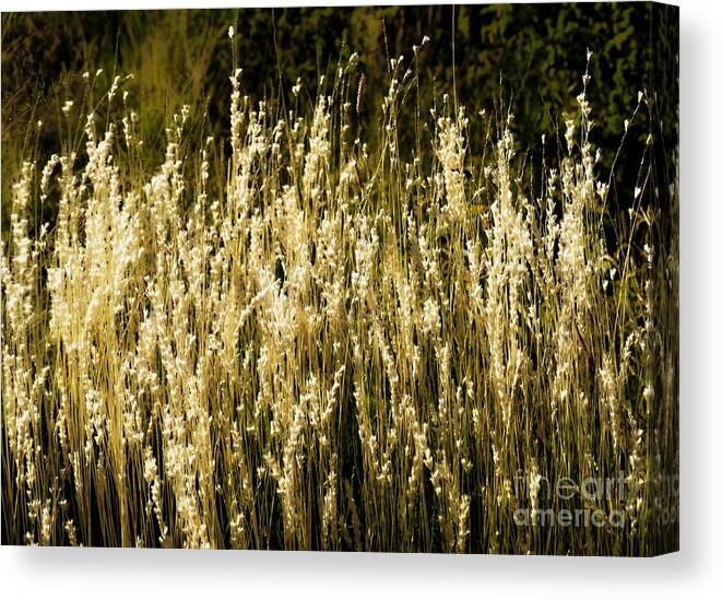 Color Photo Canvas Print featuring the digital art Santa Fe Grasses by Tim Richards