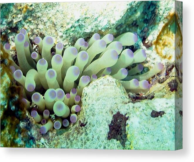 Nature Canvas Print featuring the photograph Sea Anemone with Squat Anemone Shrimp Family by Amy McDaniel