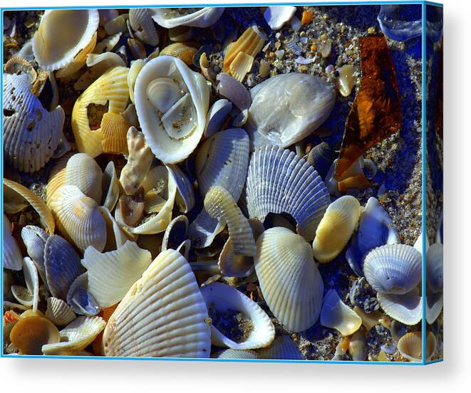 Shells Canvas Print featuring the photograph Sea Glass and Shells by Mindy Newman